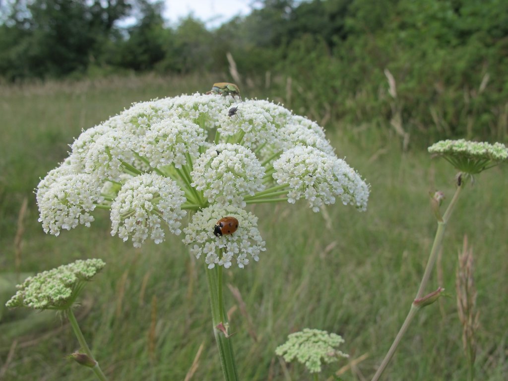 Libanotis pyrenaica